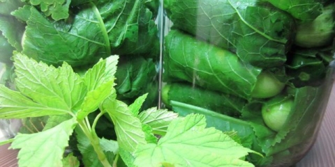 Krastavci umotani u listove rena za zimu